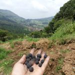 Become a Regreening Partner